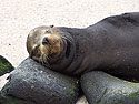 Sea lion uses a rock as a pillow, Punta Suarez, Espanola Island, Galapagos.