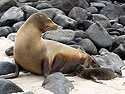 Sea lion and newborn pup, Punta Suarez, Espanola Island, Galapagos.