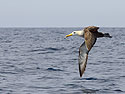 Albatross, Punta Suarez, Espanola Island, Galapagos.