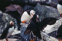 Puffins greet each other, Machias Seal Island.  Scanned from slide.