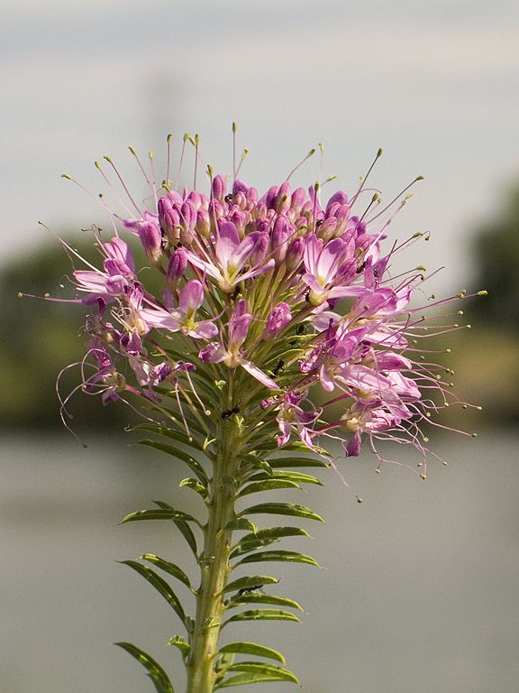Colorado wildflower, Rocky Mountain Arsenal NWR near Denver.  Click for next photo.
