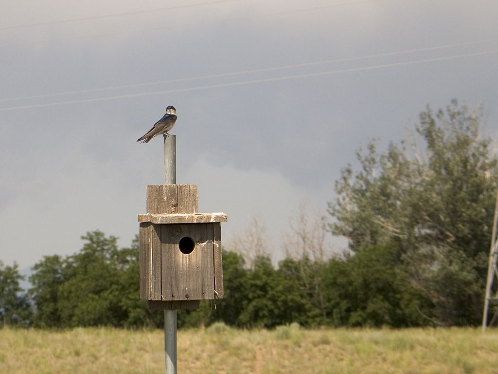 Swallow, Rocky Mountain Arsenal NWR.  Click for next photo.