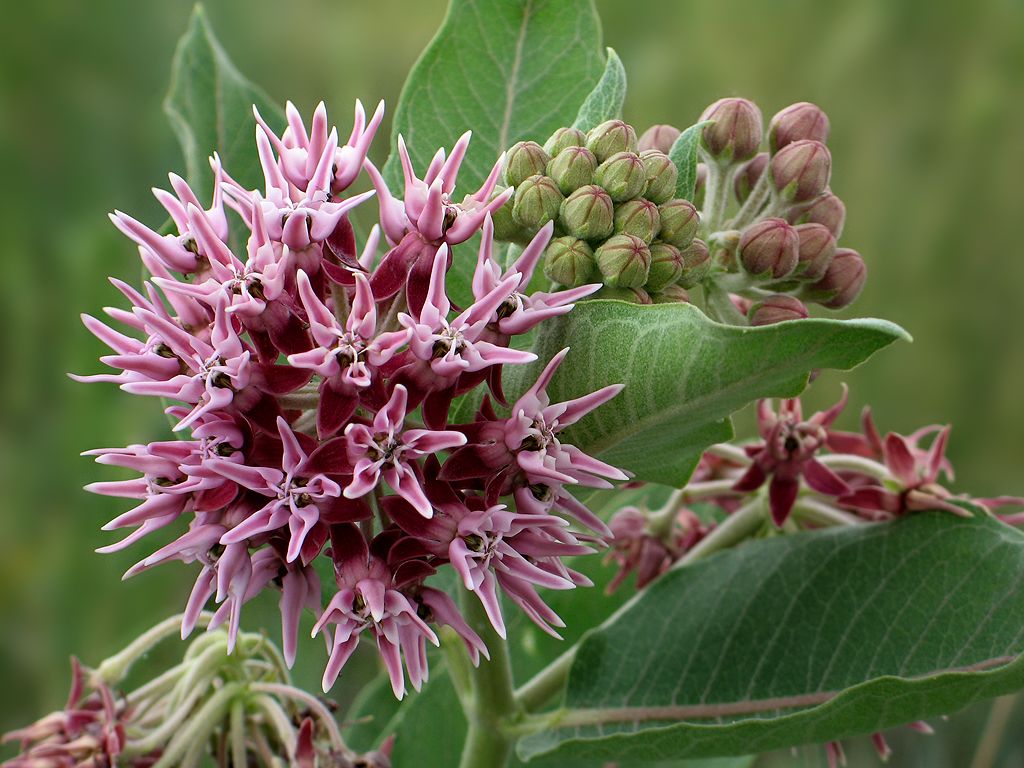 Colorado wildflower, Rocky Mountain Arsenal NWR.  Click for next photo.