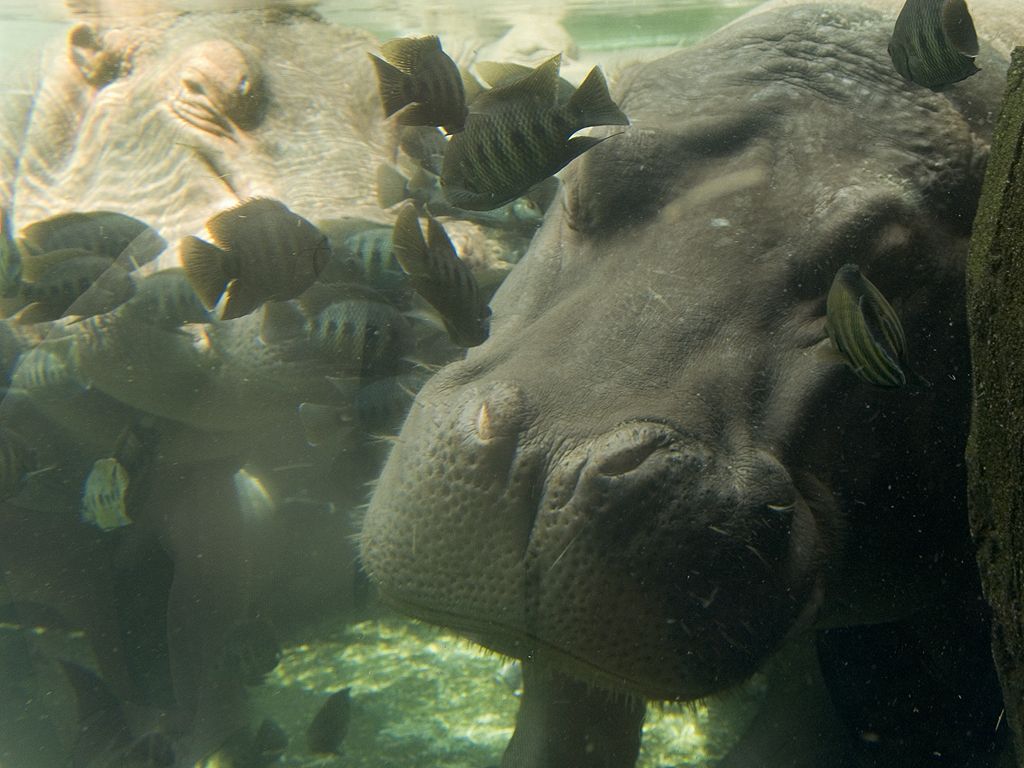 Underwater view of hippos, St. Louis Zoo.  Click for next photo.
