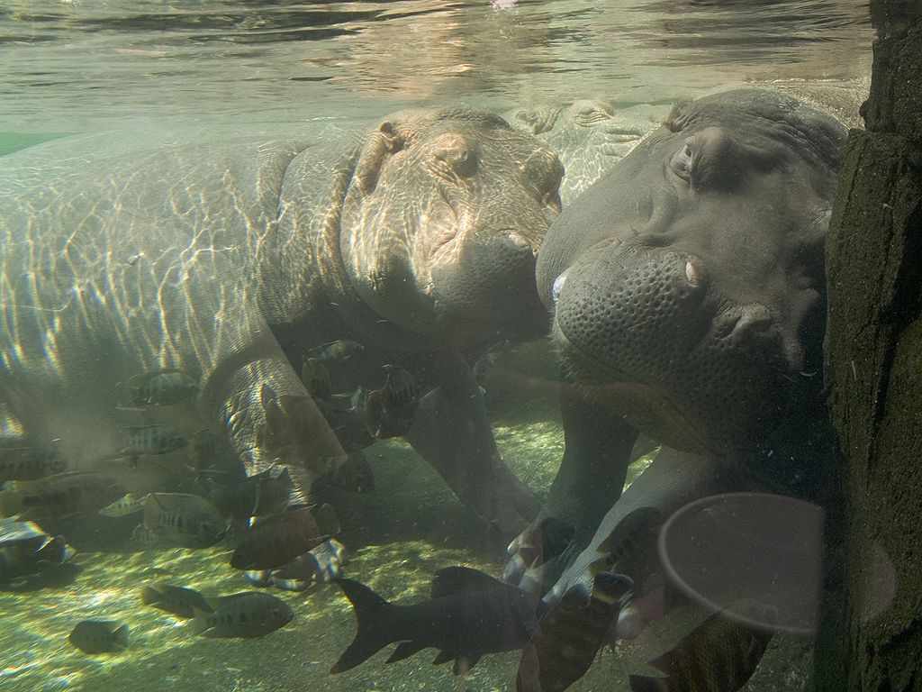 Hippos, St. Louis Zoo.  Click for next photo.