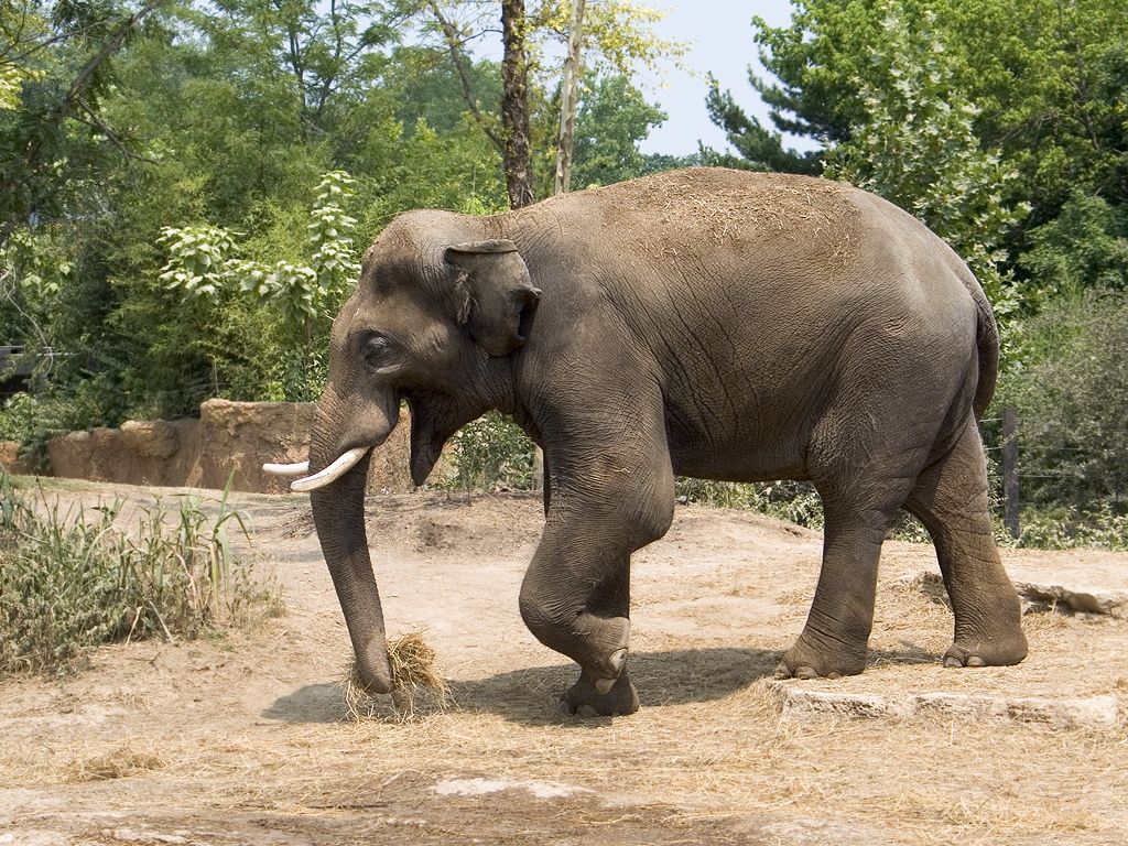 Elephant, St. Louis Zoo.  Click for next photo.