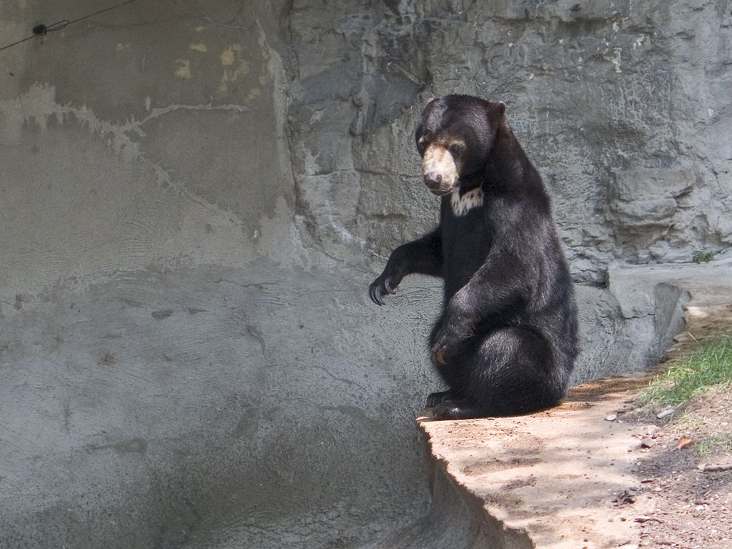 Maylasian Sun Bear, St. Louis Zoo.  Click for next photo.