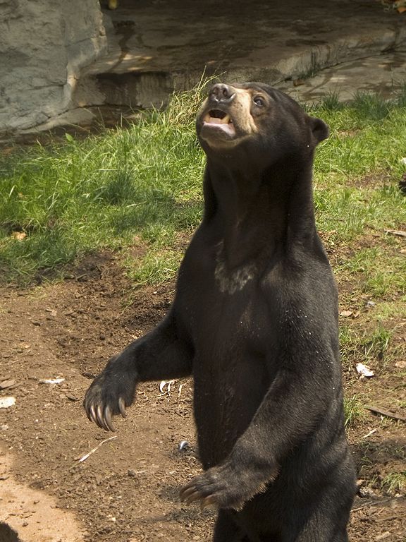 Maylasian Sun Bear, St. Louis Zoo.  Click for next photo.