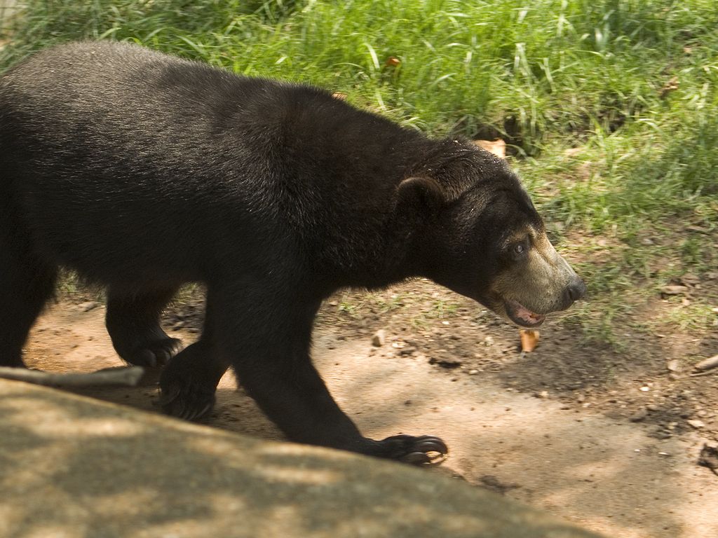 Maylasian Sun Bear, St. Louis Zoo.  Click for next photo.