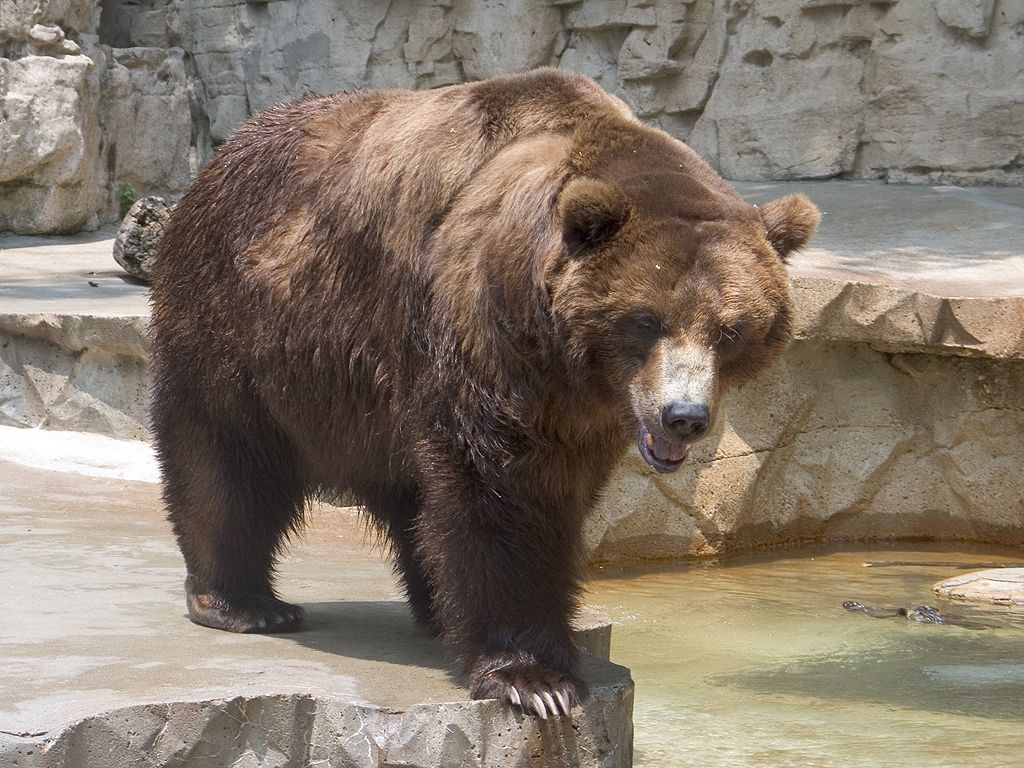 Grizzly Bear, St. Louis Zoo.  Click for next photo.