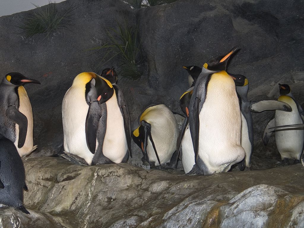 King Penguins, St. Louis Zoo.  Click for next photo.