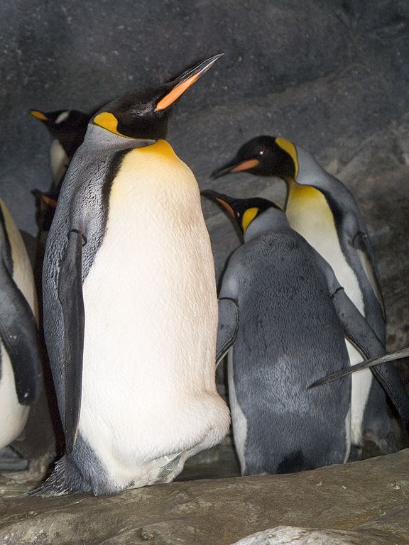 King Penguins, St. Louis Zoo.  Click for next photo.