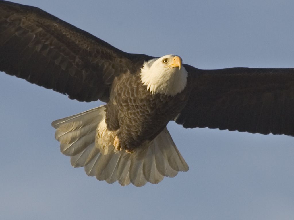 Crop of previous photo [1153], Bald Eagle along the Mississippi River.  Click for next photo.