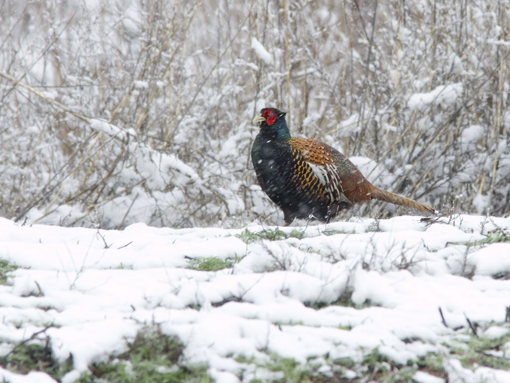 Pheasant, Bosque del Apache.  Click for next photo.