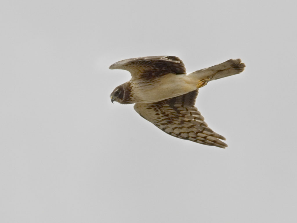 Northern Harrier, Bosque del Apache.  Click for next photo.