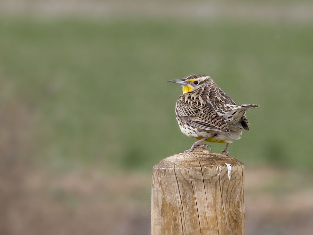 Meadowlark, Bosque del Apache.  Click for next photo.