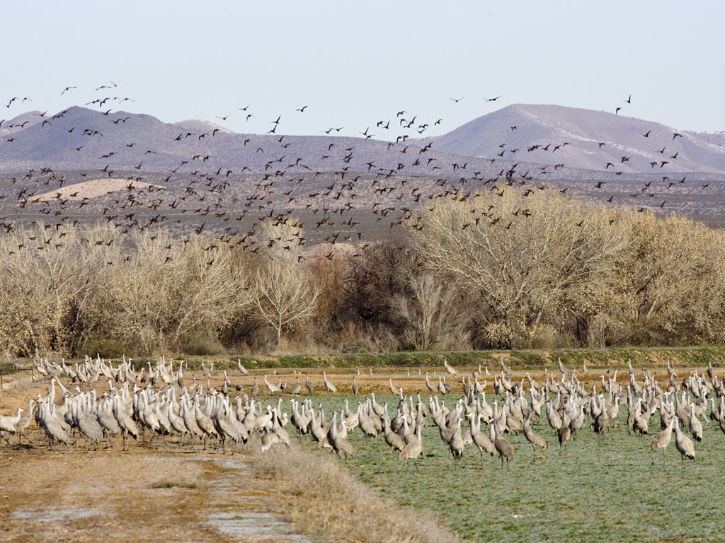 Bosque del Apache.  Click for next photo.