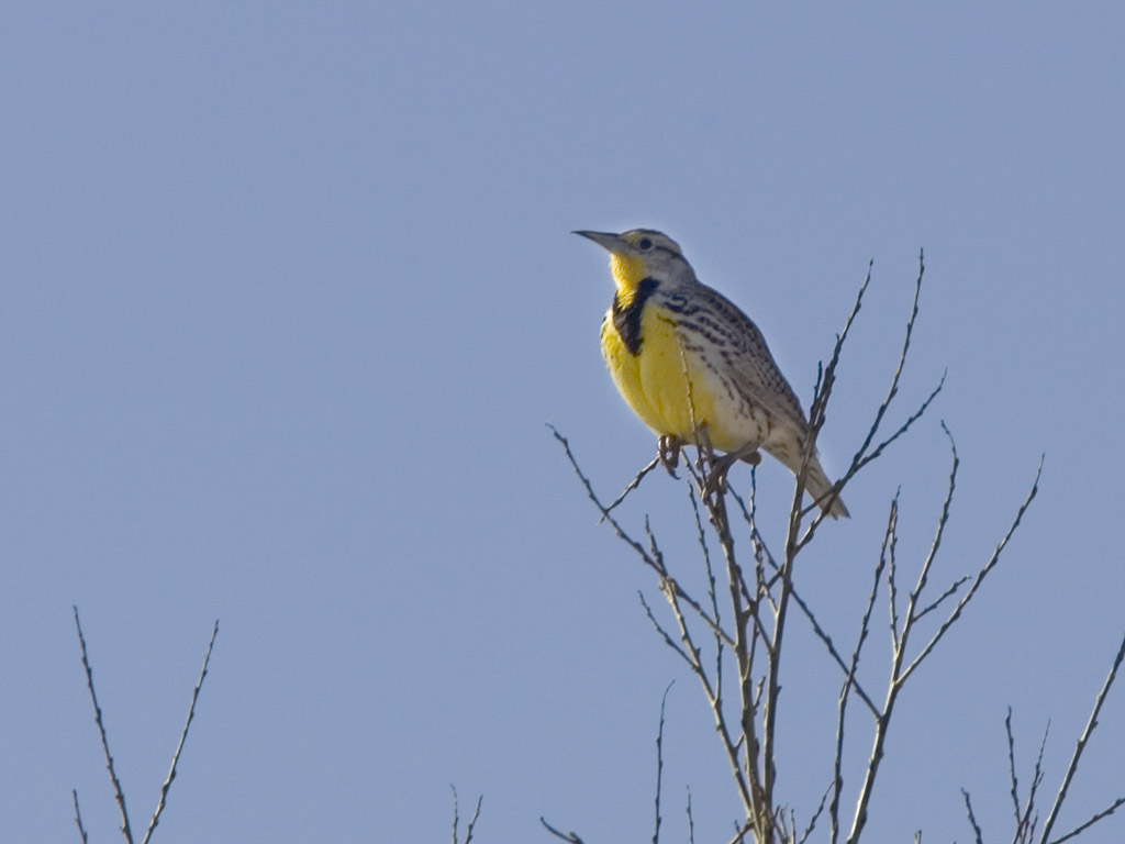 Meadowlark, Bosque del Apache.  Click for next photo.