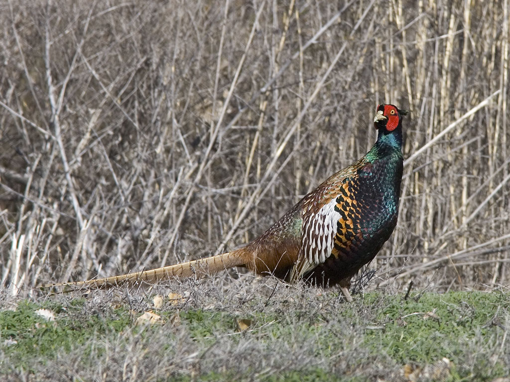 Pheasant, Bosque del Apache.  Click for next photo.