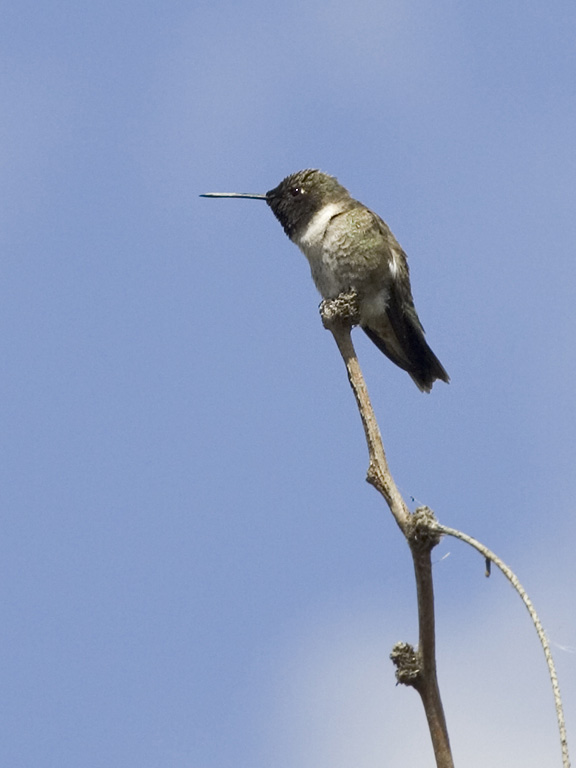 Hummingbird, Desert Botanical Garden, Phoenix.  Click for next photo.