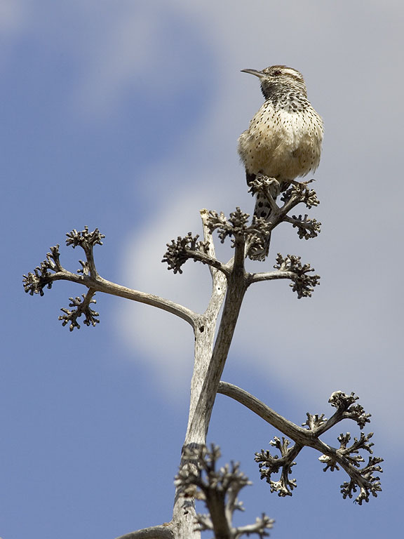 Cactus Wren, Desert Botanical Garden, Phoenix.  Click for next photo.