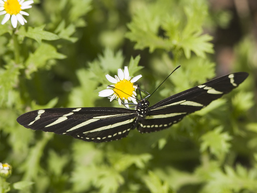 Butterfly, Desert Botanical Garden, Phoenix.  Click for next photo.