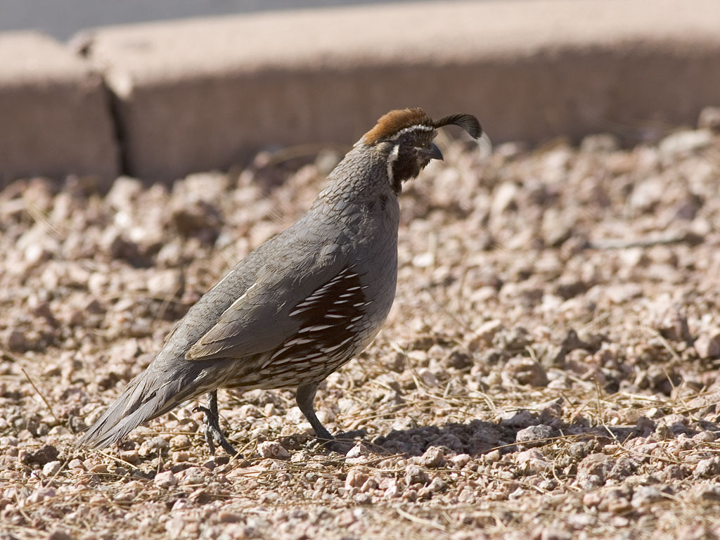 Quail, Desert Botanical Garden, Phoenix.  Click for next photo.