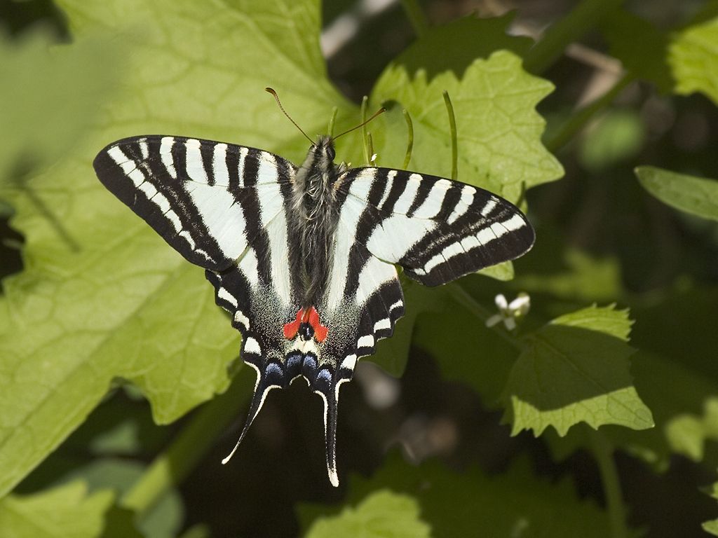 Swallow-tailed butterfly, Squaw Creek National Wildlife Refuge, Missouri.  Click for next photo.