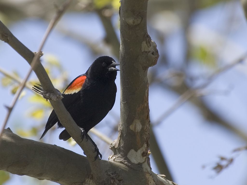 Red-winged Blackbird, Squaw Creek National Wildlife Refuge, Missouri.  Click for next photo.