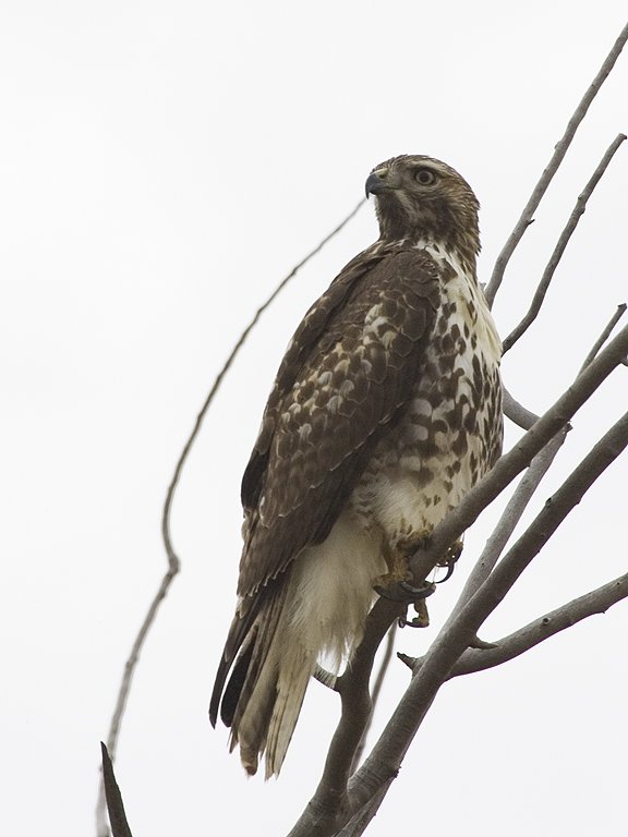 Red-tailed hawk, Bosque del Apache NWR.  Click for next photo.