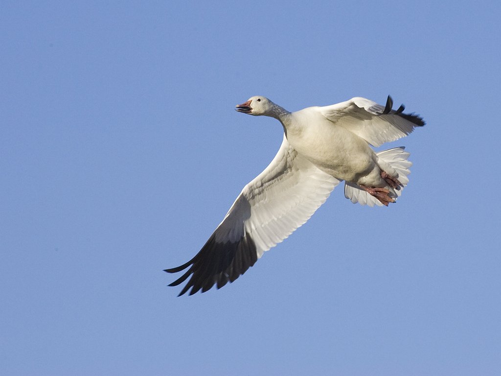 Snow goose, Bosque del Apache NWR.  Click for next photo.
