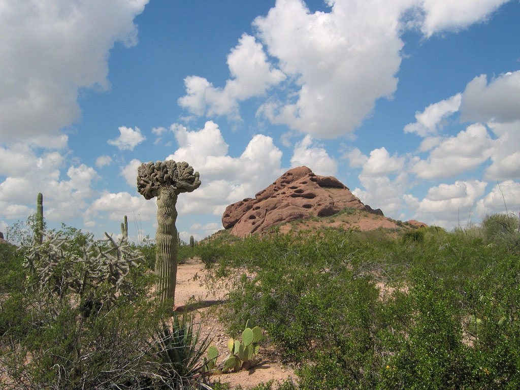Desert Botanical Garden, Phoenix.  Click for next photo.