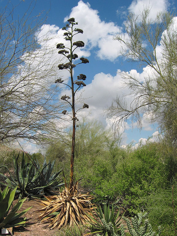 Desert Botanical Garden, Phoenix.  Click for next photo.