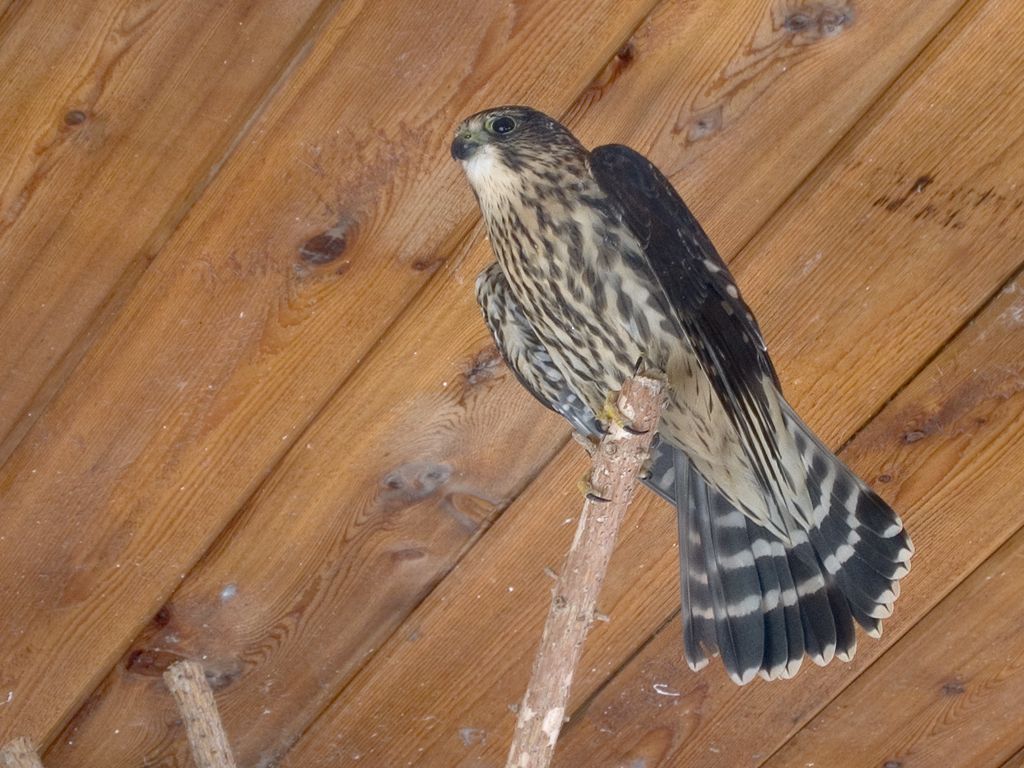 Merlin, Bay Beach Wildlife Sanctuary, Green Bay.  Click for next photo.