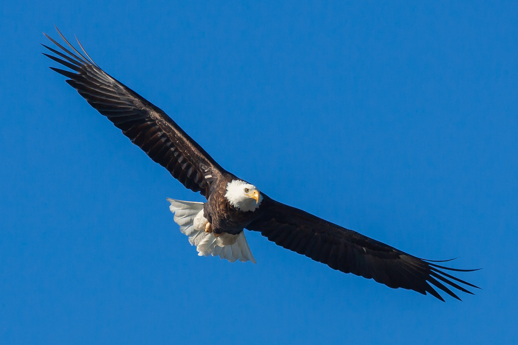 Bald Eagle along the Mississippi River.  Click for next photo.