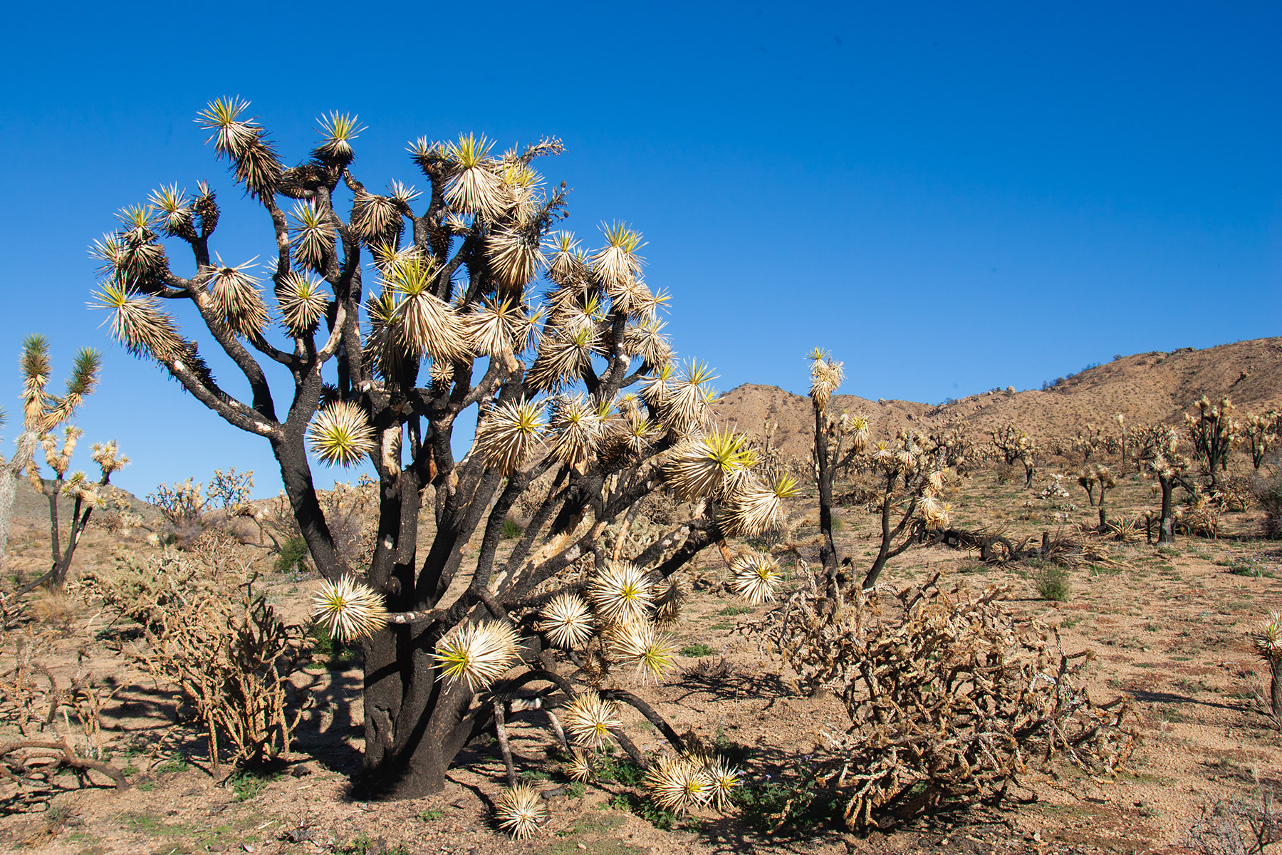 Joshua Tree, Mojave Preserve, California.  Click for next photo.