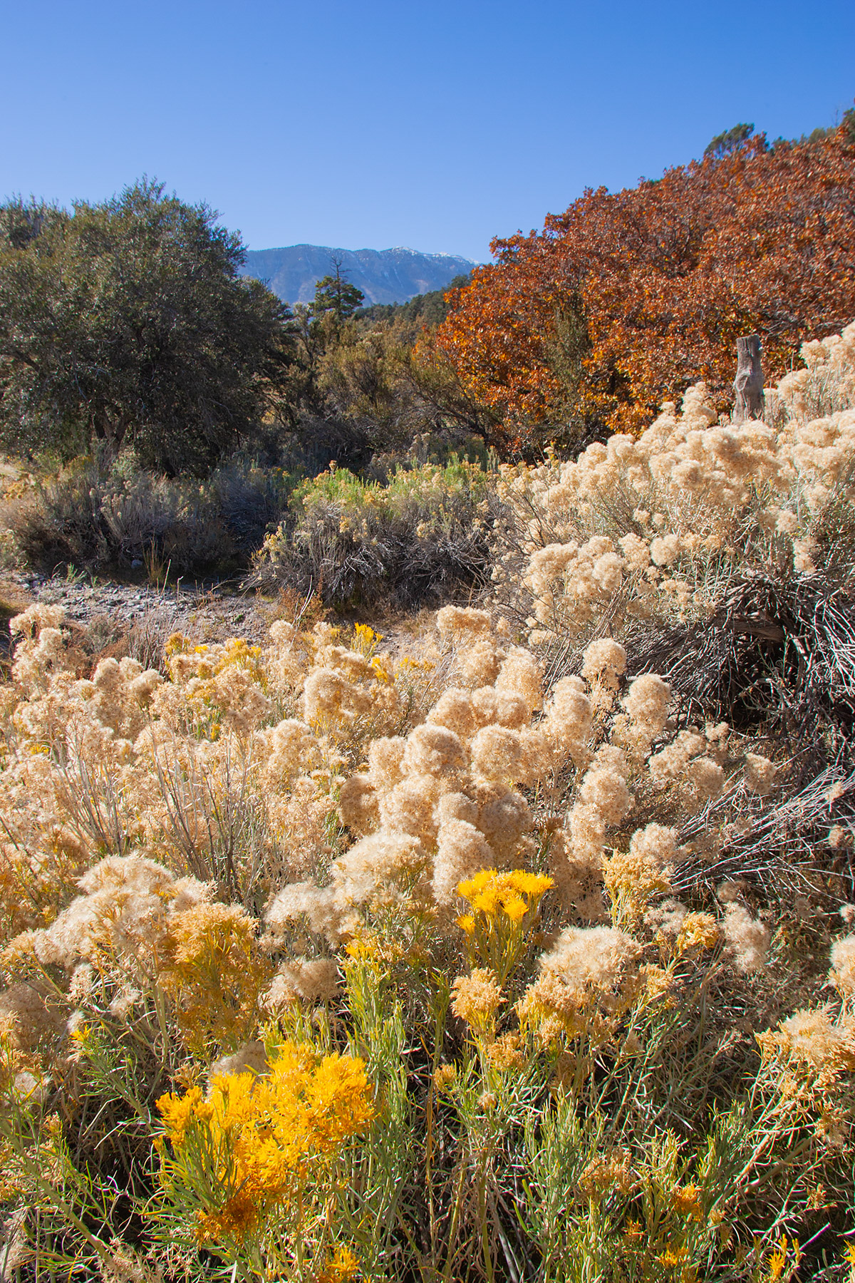 Kyle Canyon, Nevada.  Click for next photo.