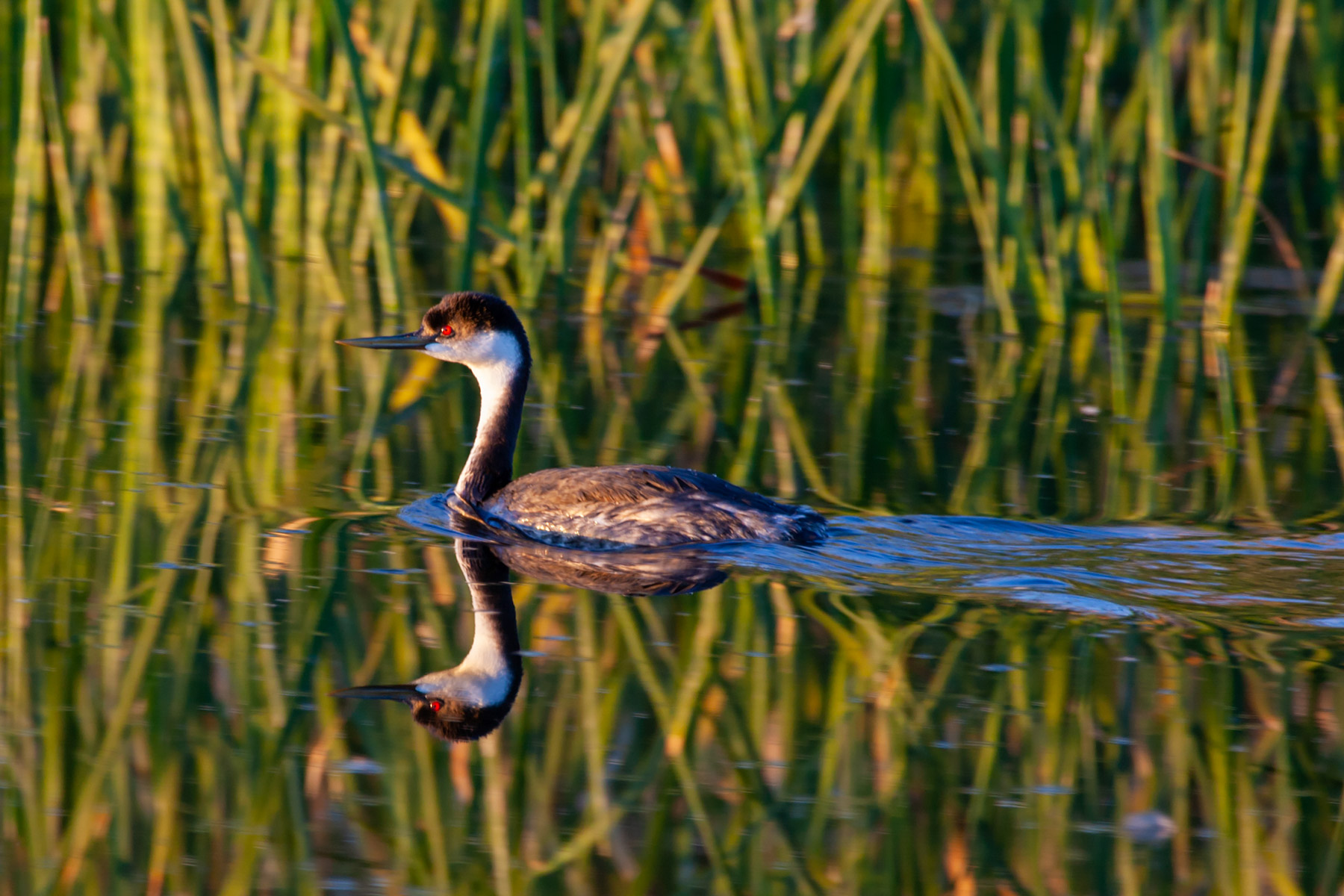 Grebe, Ash Meadows NWR, Nevada.  Click for next photo.