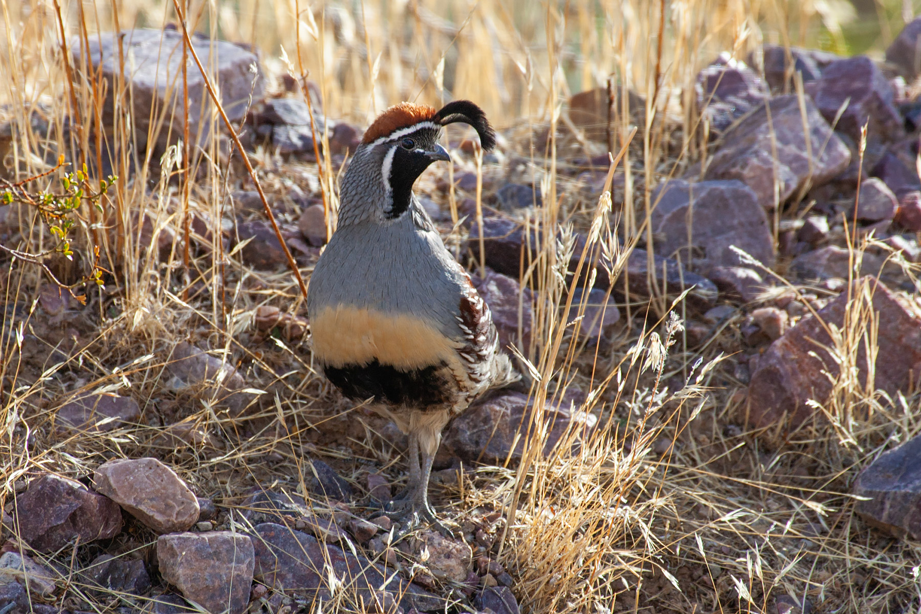 Quail, Death Valley.  Click for next photo.