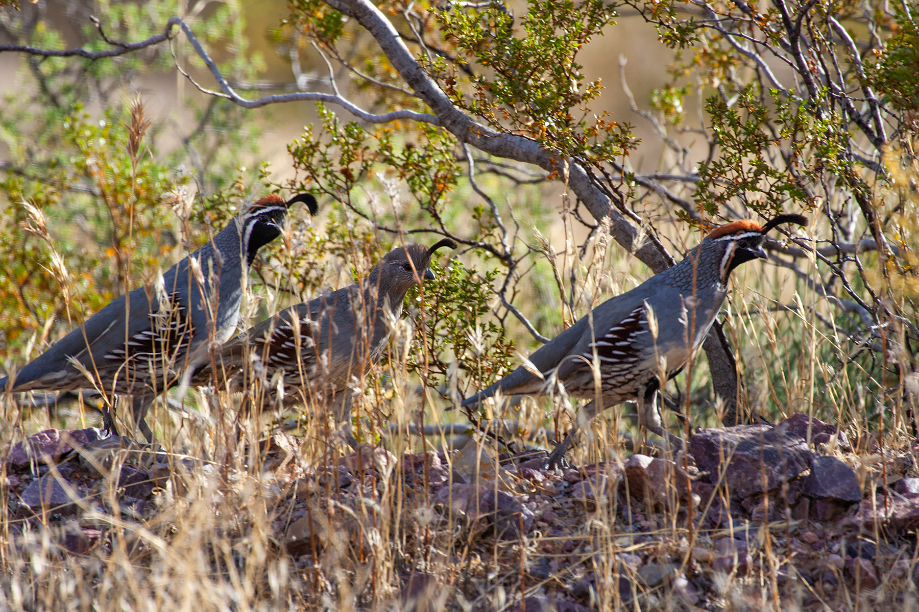 Quail, Death Valley.  Click for next photo.