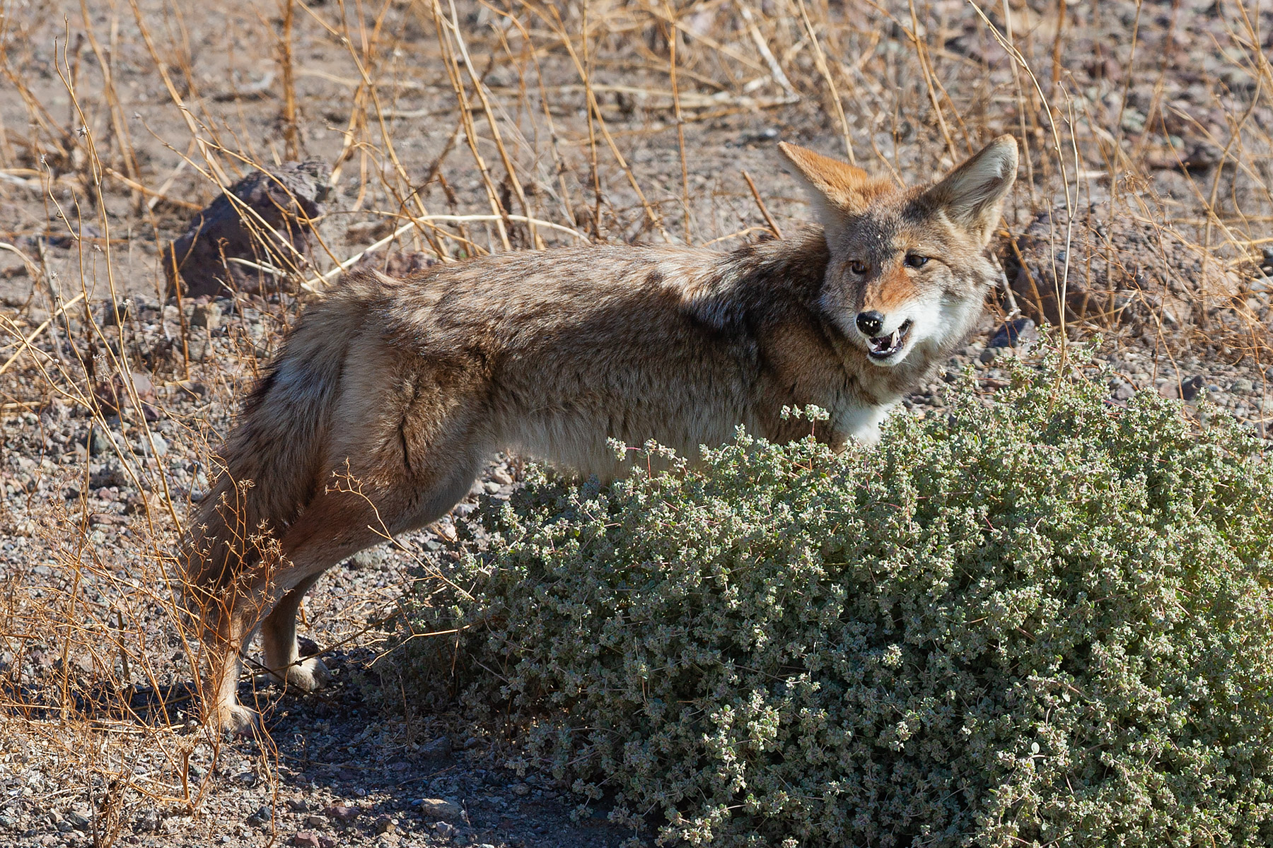 Brief pause after consuming small prey.  Click for next photo.
