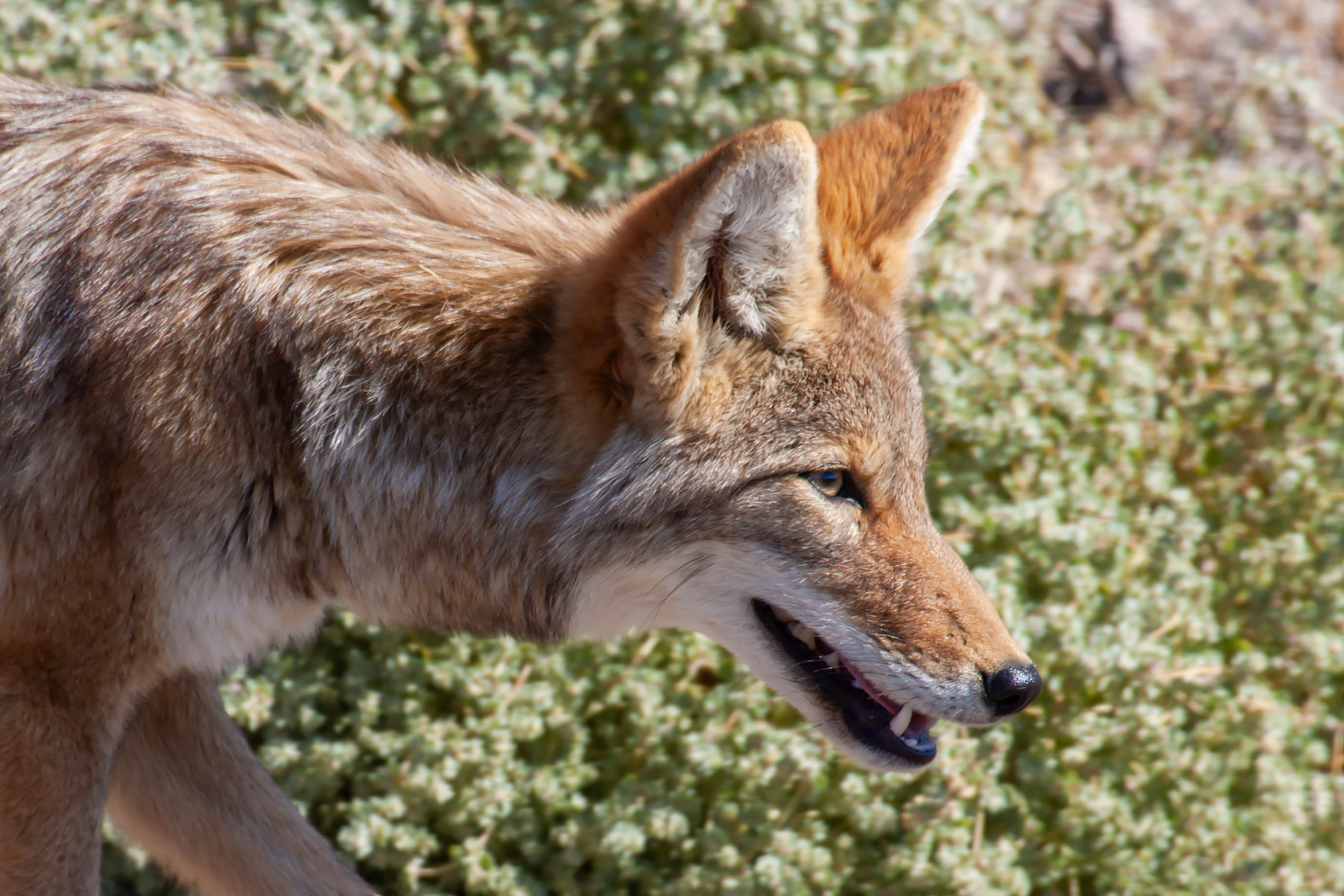 Coyote, Death Valley.  Click for next photo.