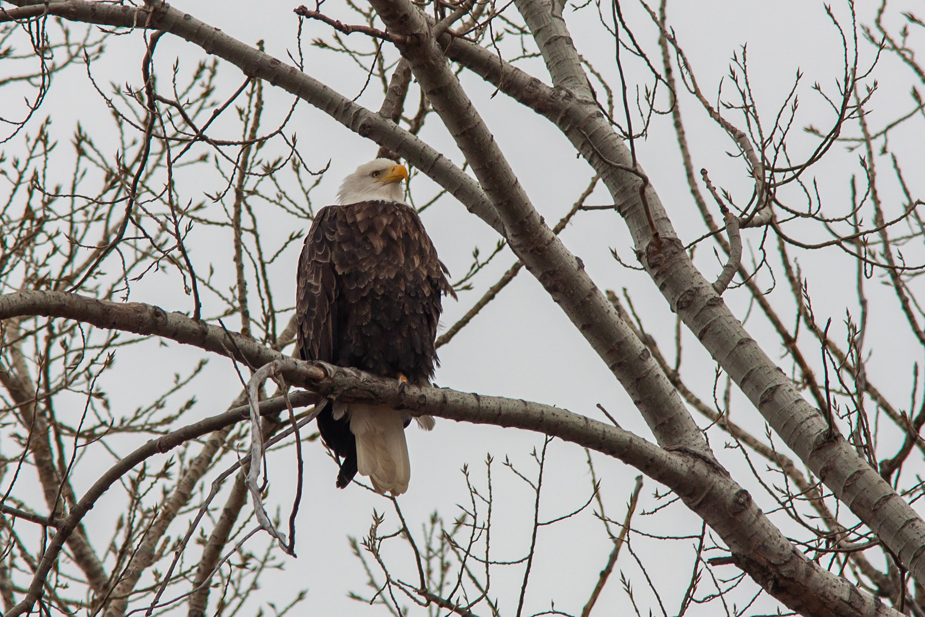 Bald Eagle, Squaw Creek NWR, Missouri.  Click for next photo.