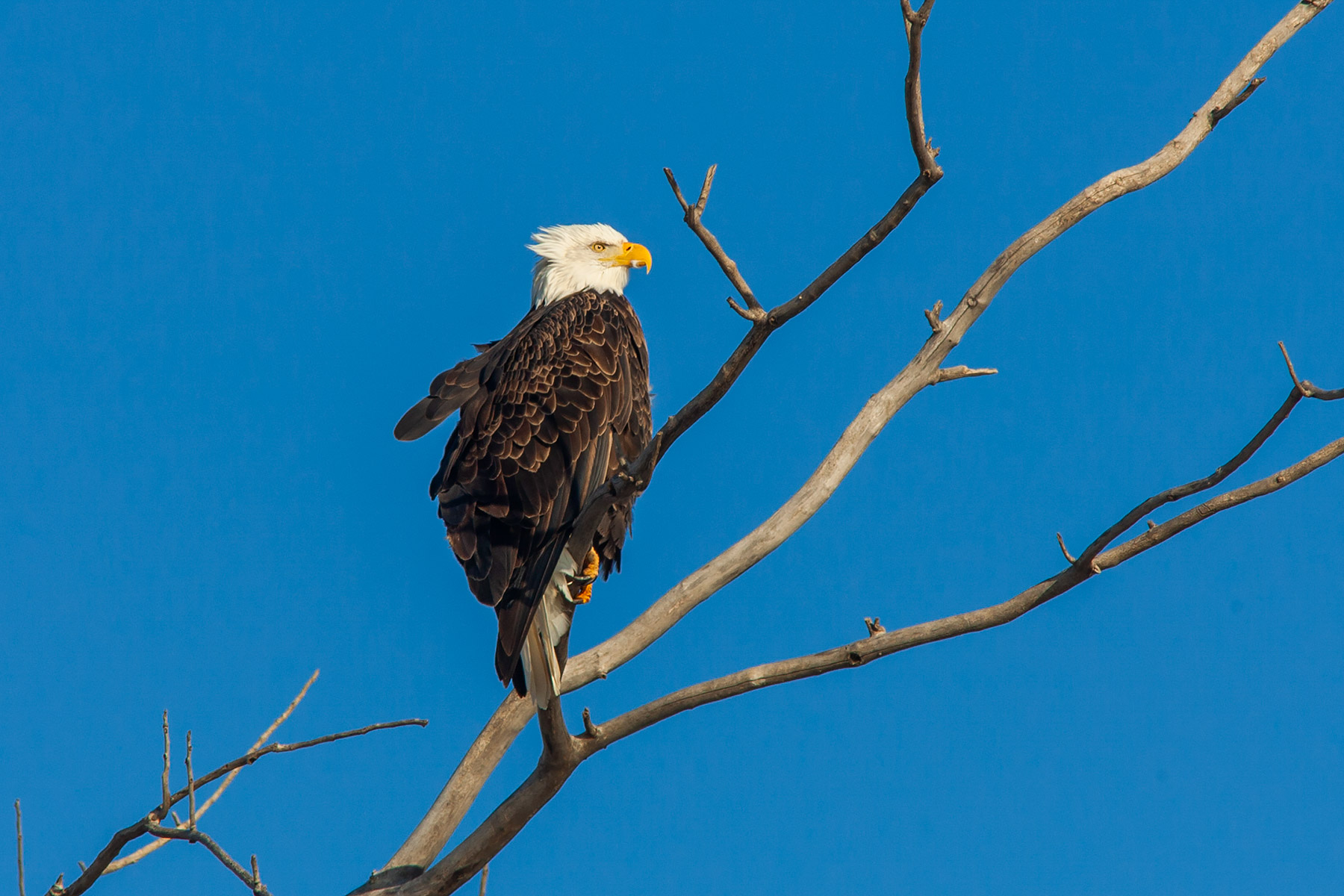 Bald Eagle, Squaw Creek NWR, Missouri.  Click for next photo.