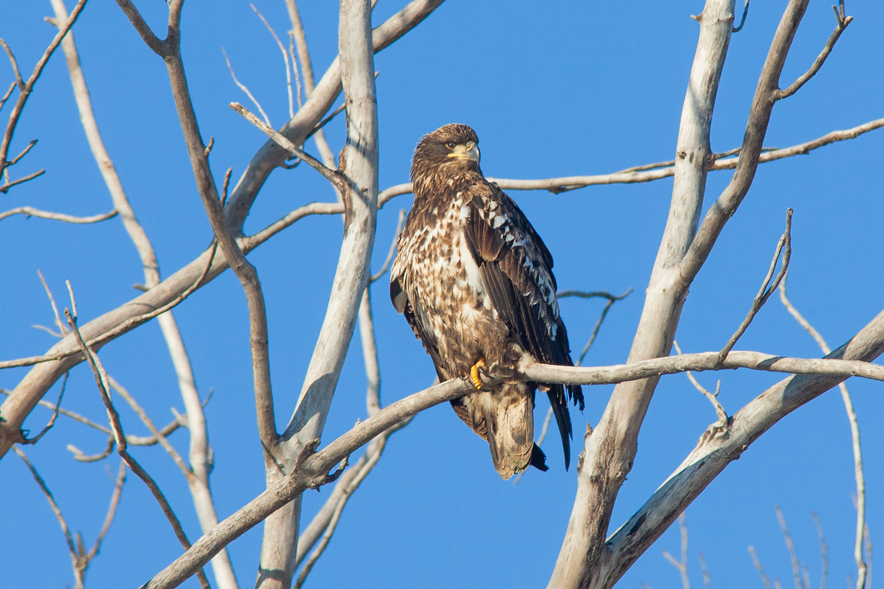 Juvenile Bald Eagle, Squaw Creek NWR, Missouri.  Click for next photo.