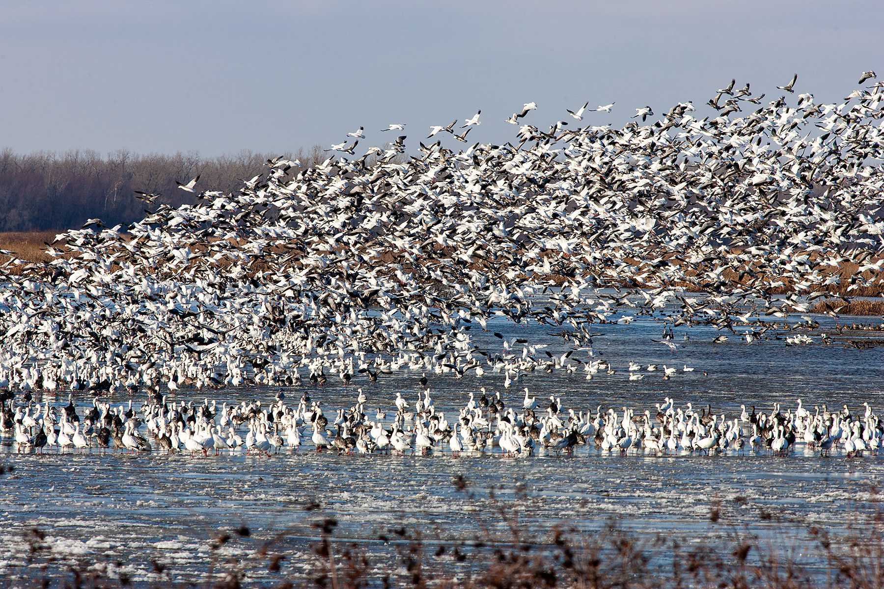 Snow Geese, Squaw Creek NWR, Missouri.  Click for next photo.