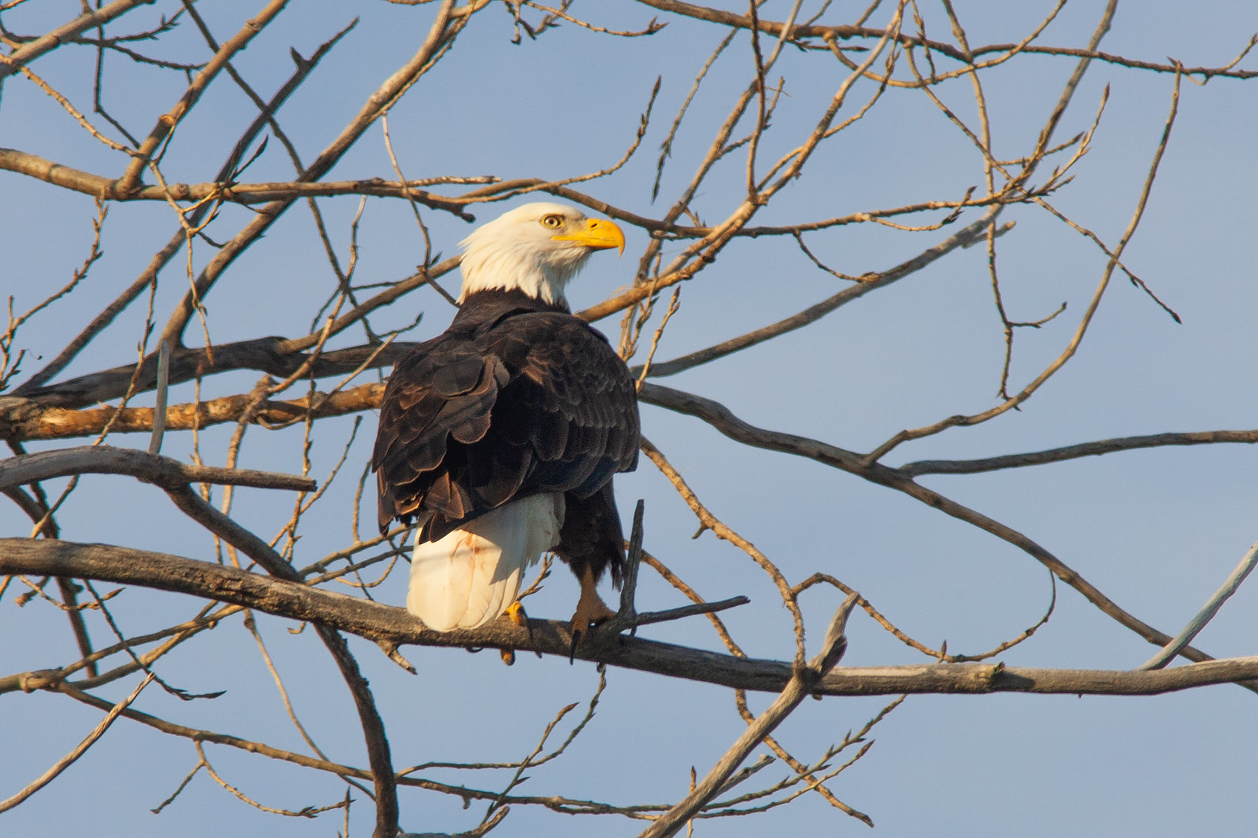 Bald Eagle, Squaw Creek NWR, Missouri.  Click for next photo.