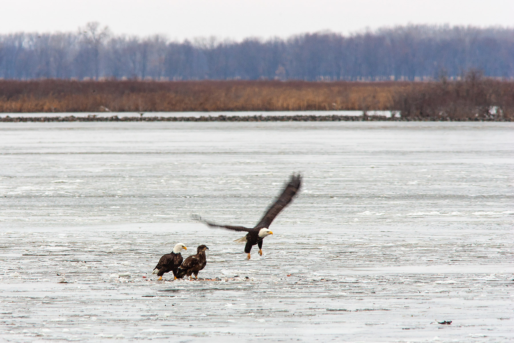 Bald Eagles on the ice, Squaw Creek NWR, Missouri.  Click for next photo.