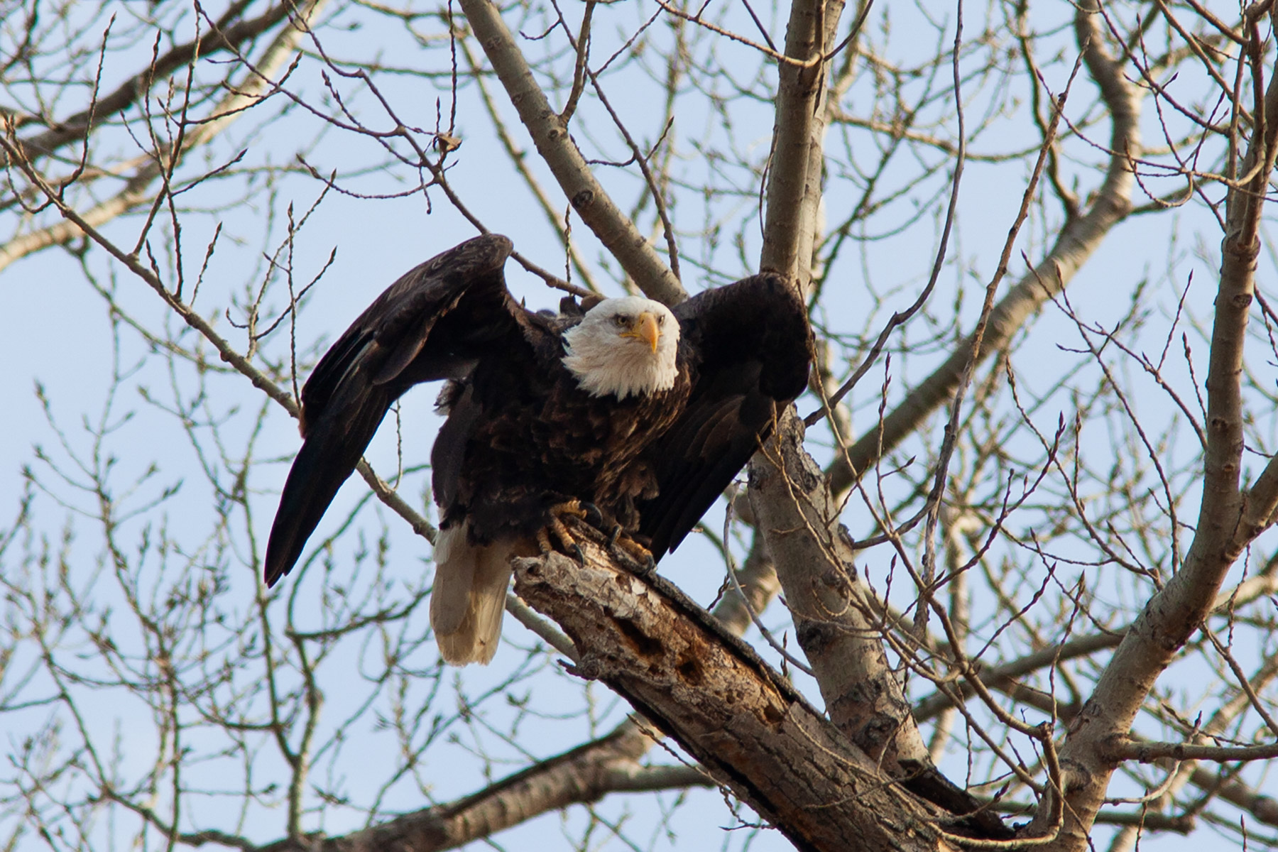 Bald Eagle, Squaw Creek NWR, Missouri.  Click for next photo.