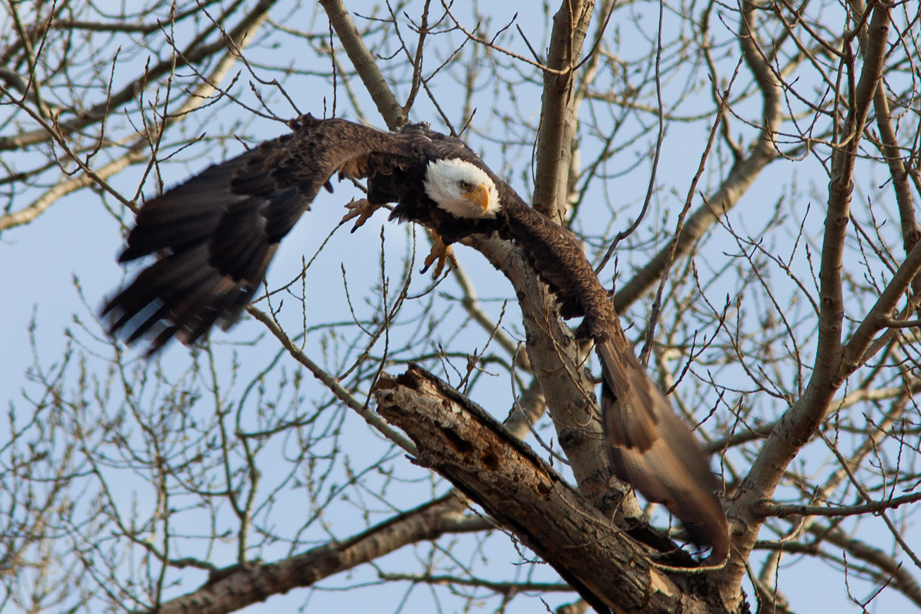 Bald Eagle, Squaw Creek NWR, Missouri.  Click for next photo.